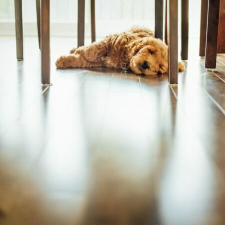 a dog lying on a chair