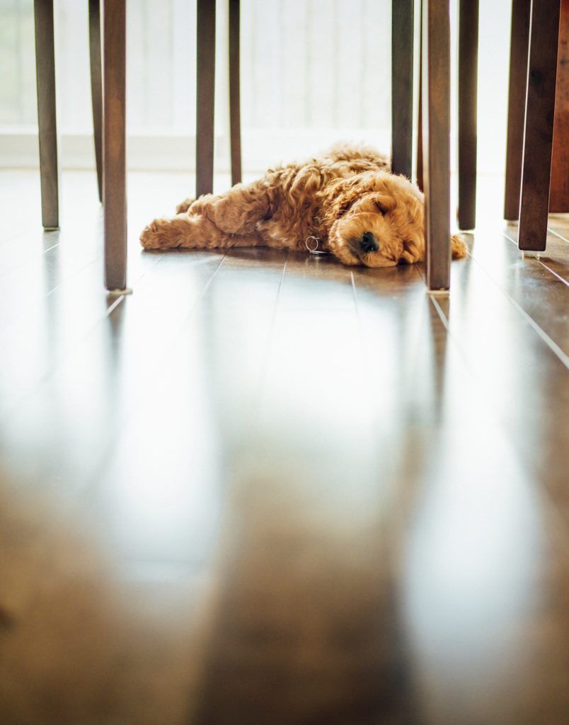 a dog lying on a chair