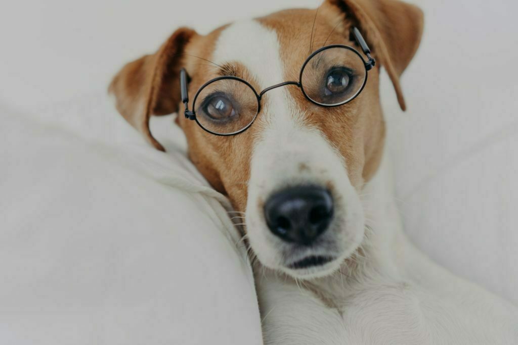 a dog wearing glasses