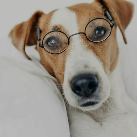 a dog wearing glasses